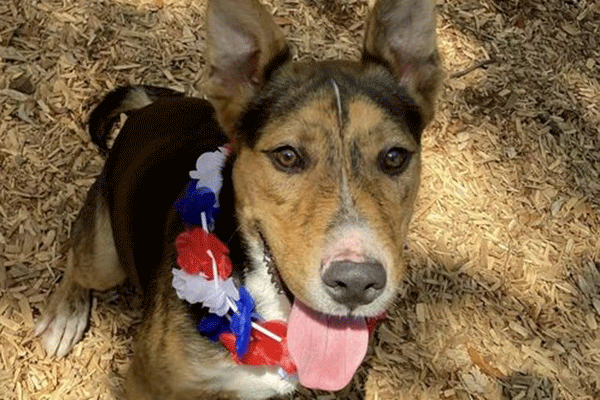 Tan and Black dog wearing a red, white and blue lei