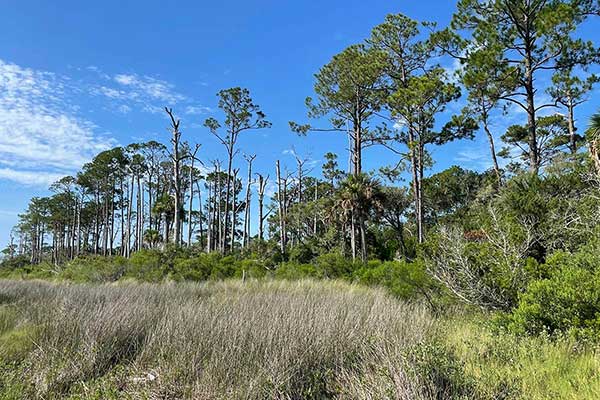 Salt marsh with forest edge