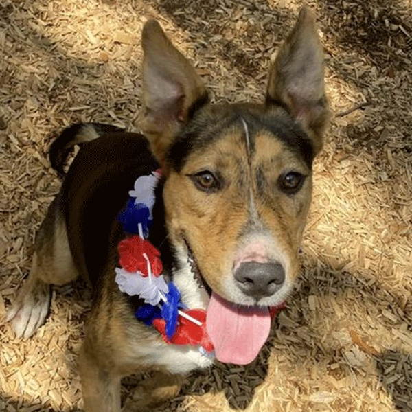 Tan and black dog with red, white, and blue lei