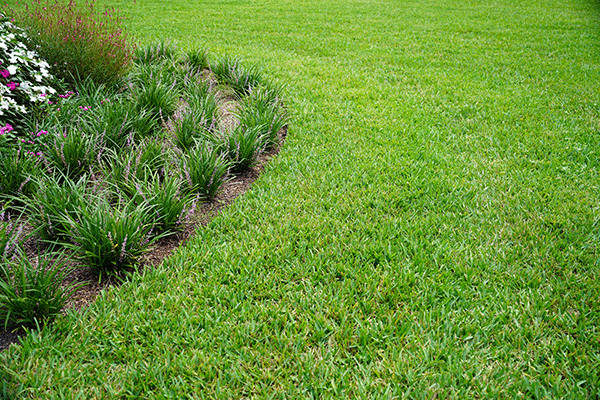 Green grass with a variety of plants.