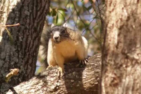 Fox Squirrel