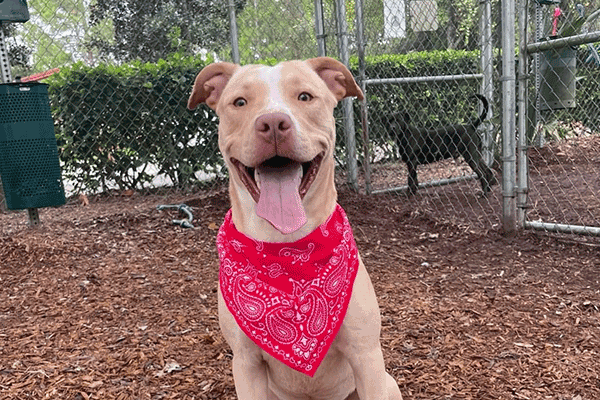 Tan and white dog with a red bandanna around its neck sits on mulch.