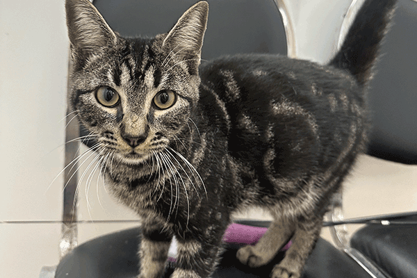 Brown tabby with green eyes standing on a chair.