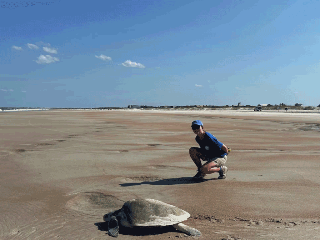 Rare Kemp’s Ridley Sea Turtles Nest on St. Johns County Beaches in Record Numbers