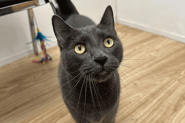 Grey cat with cat toy in background.