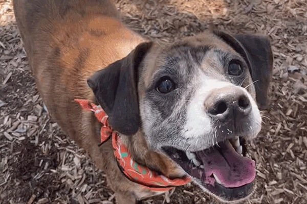 Older brown dog wearing a bandana on mulch.