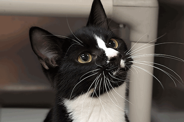 Black and white tuxedo cat with long white whiskers.