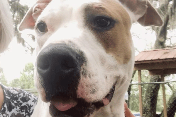 Large white and tan dog sitting with a volunteer.