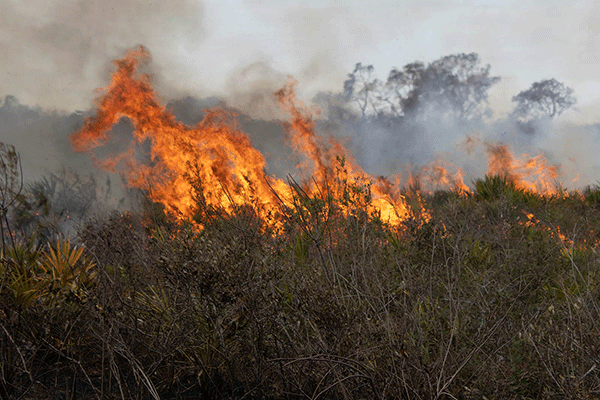 prescribed burn with flames