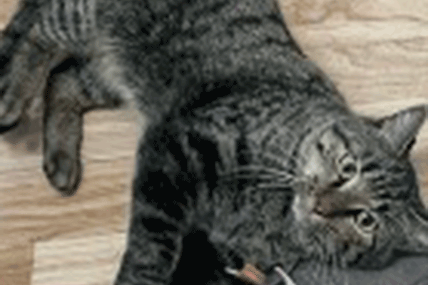 Brown tabby with green eyes laying on the floor