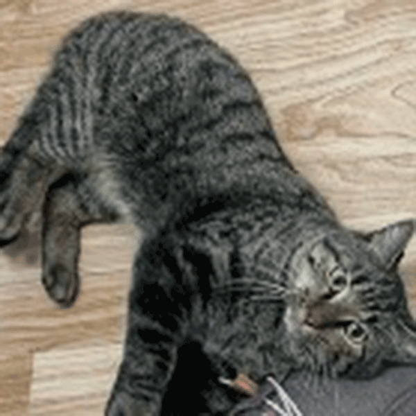 Brown tabby with green eyes laying on the floor