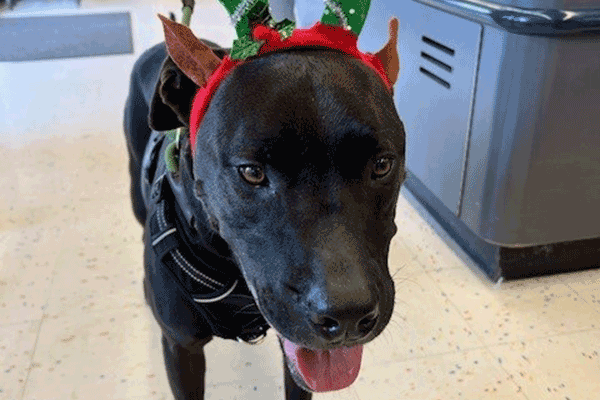 large black dog wearing reindeer red and green antlers