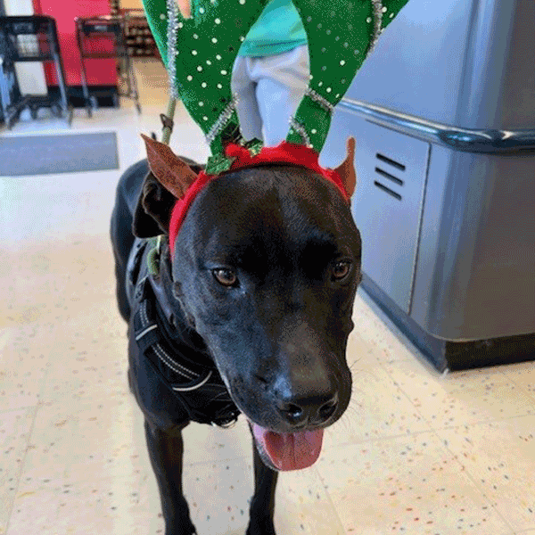 large black dog wearing reindeer red and green antlers