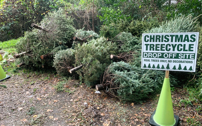 Christmas trees lay stacked in a pile behind a sign advertising a Christ mas tree drop-off site. Real trees, no decorations.