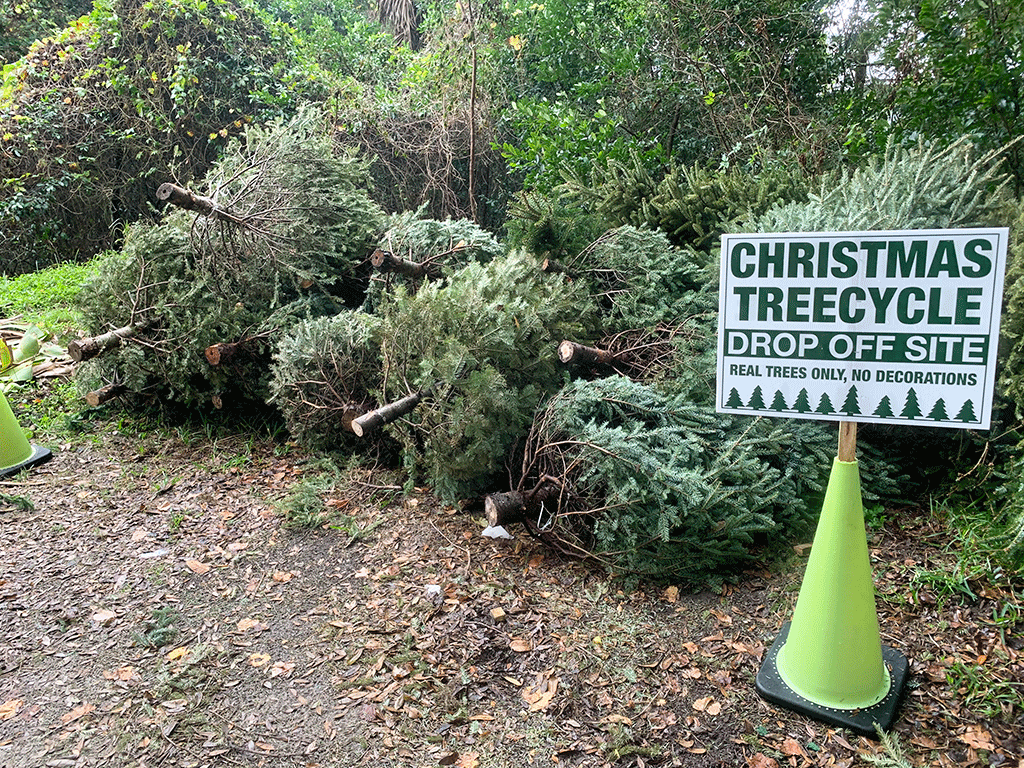 Christmas trees lay stacked in a pile behind a sign advertising a Christ mas tree drop-off site. Real trees, no decorations.