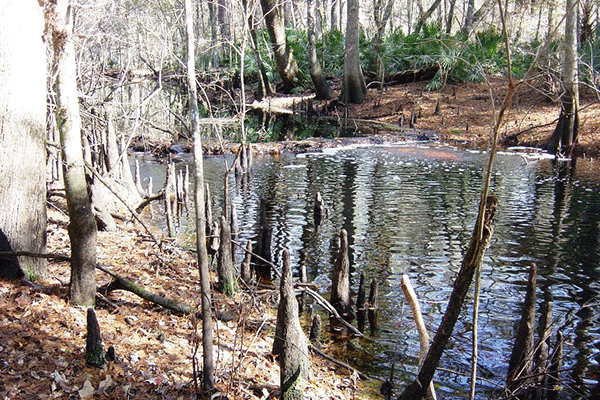 Turnbull Creek and bank