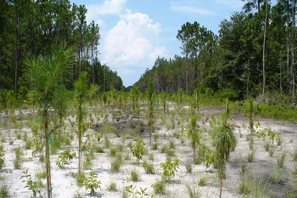 replanted pine seedlings