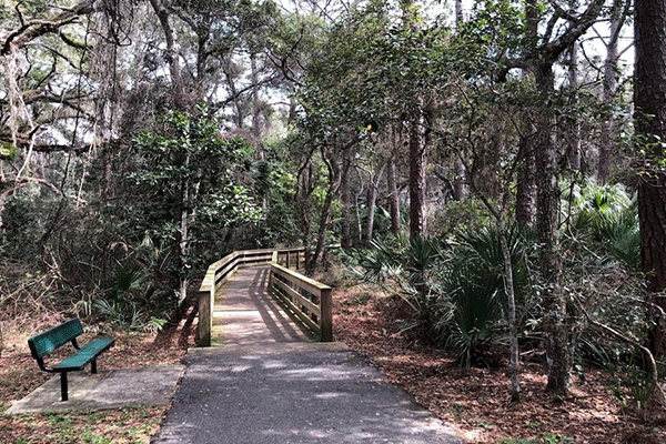 Canopy shores trees, walkway, and bench