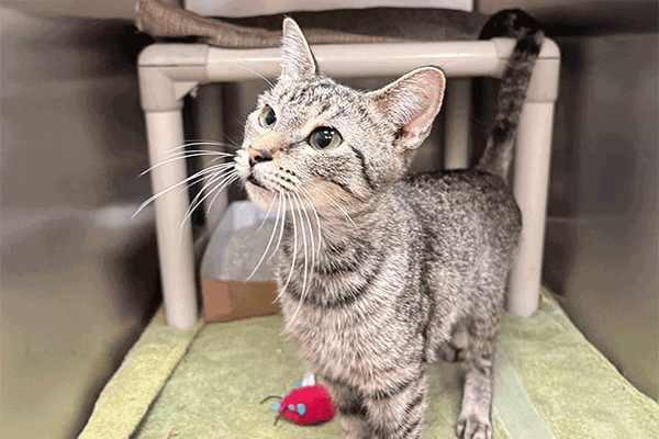 Female brown Tabby with hazel eyes standing near a red toy mouse