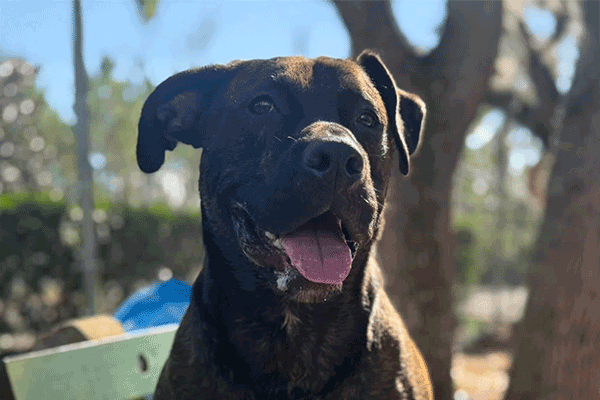 Large female brindle Pitt Bull Terrier dog sitting on a green bench smiling at you