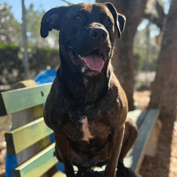 Large female brindle Pitt Bull Terrier dog sitting on a green bench smiling at you