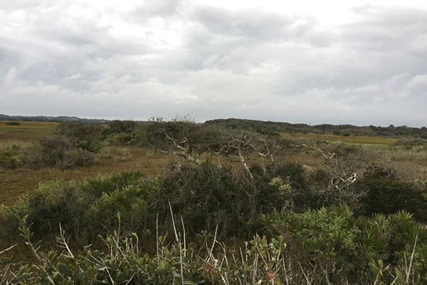 Mussallem Beachfront Park Marsh