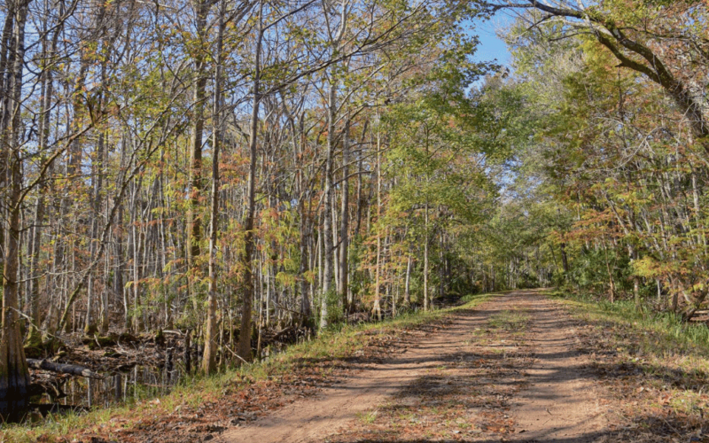 a dirt trail through a forest