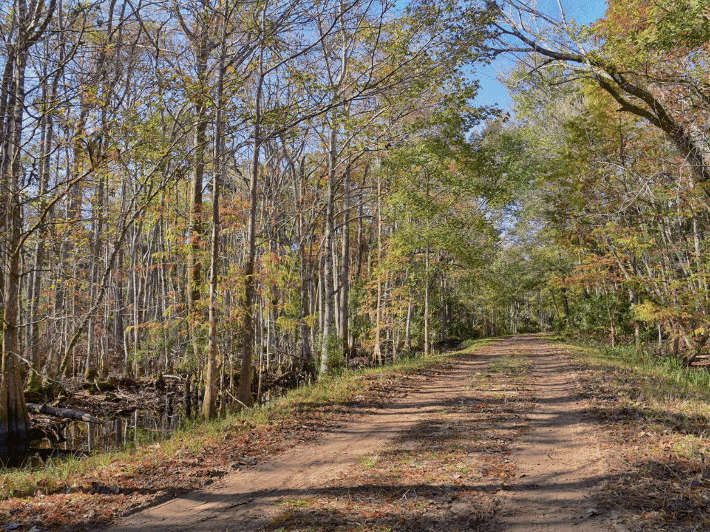 a dirt trail through a forest