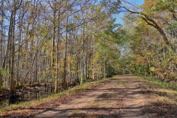 A dirt trail through a forest.