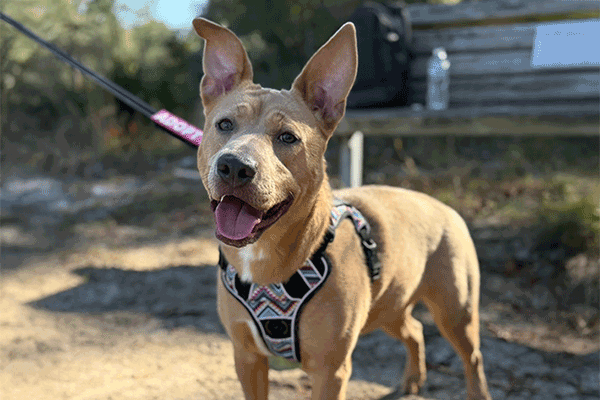 Female fawn and white dog smiling with a colorful harness