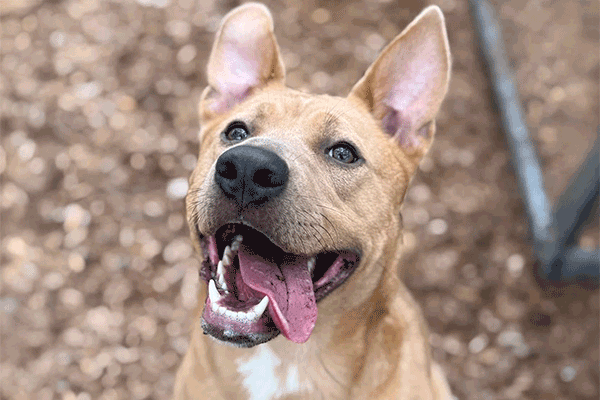 Medium female Lab Terrier mix fawn and white dog wearing a colorful harness