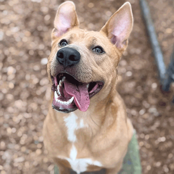 Medium female Lab Terrier mix fawn and white dog wearing a colorful harness