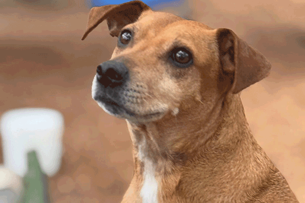 Tan and white male Rat Terrier dog sitting looking at you