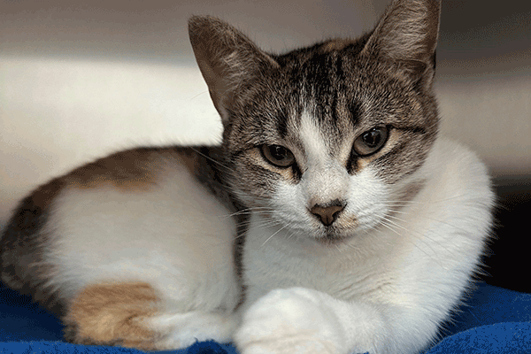 Female Calico cat laying down on a blue blanket