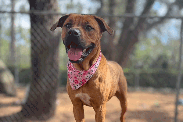 Female brown and white dog wearing a pink flowered bandana