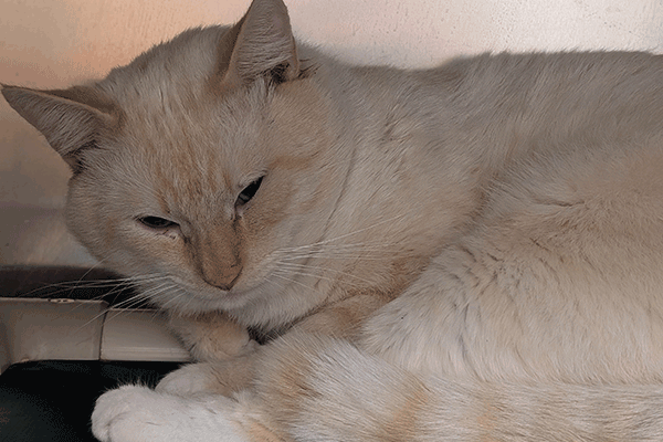 Cream and Gold male cat laying down