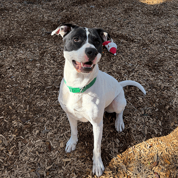 White and black dog sitting down wearing a green bowtie