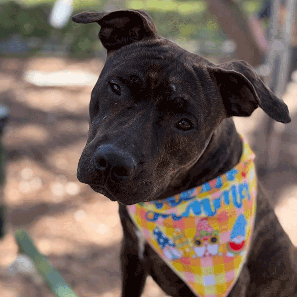 Brindle color dog wearing a yellow designed bandana.